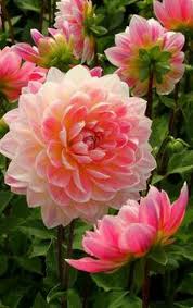 Epingle Par Chahinez Galoul Sur Belles Plantes Fleur Jardin Planter Des Fleurs Et Fleurs De Dahlia