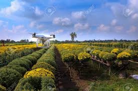 Check spelling or type a new query. Village Sa Dec Dong Thap Province Vietnam January 13 2017 Drones And Yellow Daisy Field At Sa Dec Flower Village Ready For Harvest For Sale On Tet Holiday In Vietnam Stock
