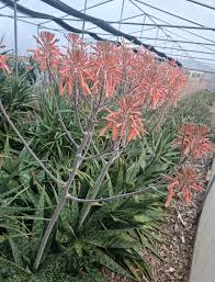 Image result for Aloe buchananii