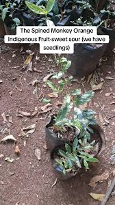 Image result for Erythrococca kirkii