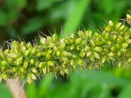 Image result for Setaria kagerensis