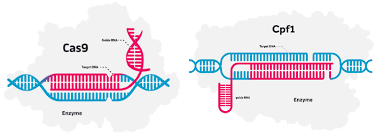 Since cpf1 loci are widely distributed across bacterial species, zetsche et al. Allergan Makes A Deal With Editas To License Crispr For Eye Disease