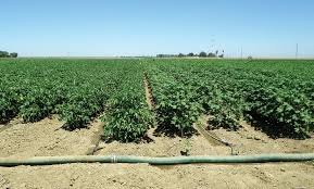 Tons of awesome drip wallpapers to download for free. Irrigation Strategies Part 2 Cotton Farming