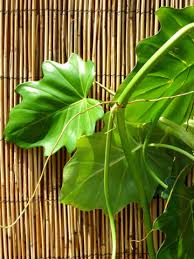 Image result for Philodendron lacerum