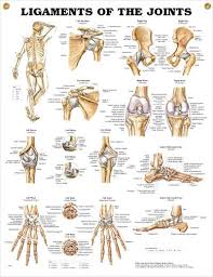 Pin On Doctors Anatomy Posters
