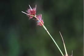 Image result for Rhynchospora rugosa