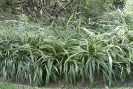 Image result for Setaria