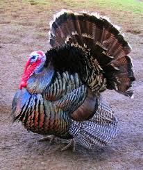 Birds Of The Same Feather Flock Together Essay Mythology Folklore Essay For Week 9 Gobble Gobble Bronze Turkey Turkey Feathers Turkey Hunting