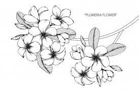 Plumeria Flower Drawing Illustration Flower Drawing Frangipani Tattoo Plumeria Tattoo
