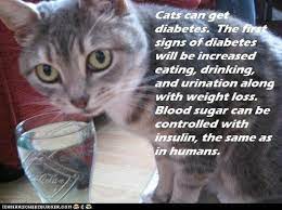 Fun Cat Facts 81 Cat Facts Cats Cute Cats And Dogs