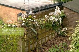 To help prevent diseases, avoid getting the foliage wet by irrigating at the base of the plant. Clematis Armandii A Stock Photo By Michael Howes Image 0075200
