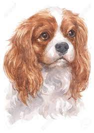 The rest is a deep grey in a rounded heart shape. Watercolor Painting Of Cavalier King Charles Spaniel Stock Photo Picture And Royalty Free Image Image 134838986