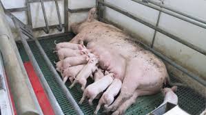 Free Farrowing The Future Of British Pig Production The Furrow