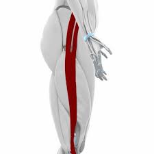 Oberschenkelschmerzen Wie Sie Entstehen Und Was Wirklich Hilft Schmerz Schmerzen Hufte Schleimbeutelentzundung