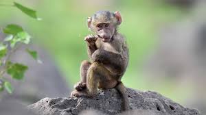 Monkey Rehabilitation In South Africa Volunteer With Monkeys Oyster Worldwide