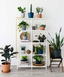 10 Stores Where You Can Buy Indoor Plants Online Buy Indoor Plants Buy Indoor Plants Online Indoor Plants Online