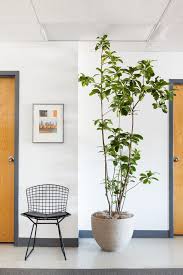What does low light mean for plants? 12 Best Indoor Trees Large Floor Plants For A Bold Statement Apartment Therapy