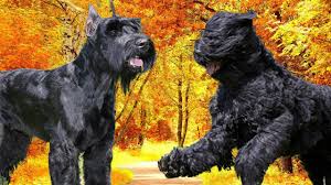 Dogs must have a large frame and heavy bone. Giant Schnauzer Vs Black Russian Terrier Highlights Youtube