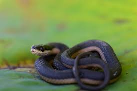 Small fishes, frogs, and salamanders. How To Identify A Baby Cottonmouth Snake 16 Helpful Photos