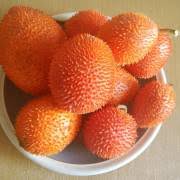 Image result for Momordica repens