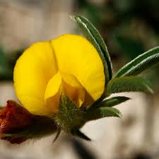 Image result for Argyrolobium rupestre