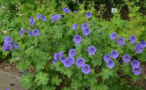 Le géranium vivace mesure une trentaine de centimètres. Geranium Vivace Geranium Spp Des Couvre Sols Indispensables Plantation Culture