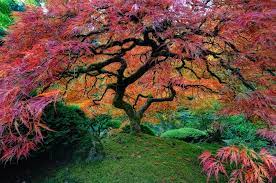 The Portland Japanese Garden Is A Traditional Japanese Garden Occupying 5 5 Acres 22 000 M Located Portland Japanese Garden Beautiful Tree Japanese Garden