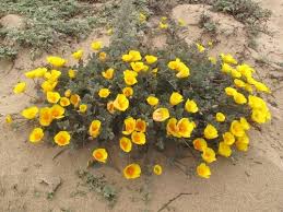 Image result for Eschscholzia