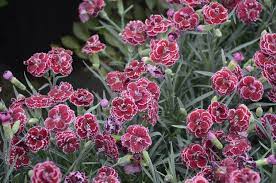Fruit Punch Black Cherry Frost Pinks Dianthus Hybrid Pink Dianthus Deer Resistant Plants Red Plants
