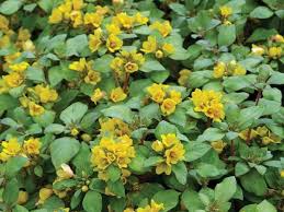Image result for Lysimachia
