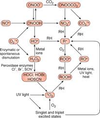 Structure and function of animal tissues and cell modification. Detection Identification And Quantification Of Oxidative Protein Modifications Journal Of Biological Chemistry
