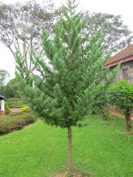 Image result for Chrysophyllum gorungosanum