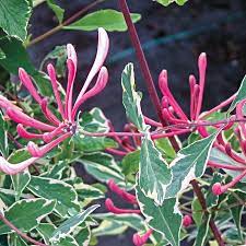 Maybe you would like to learn more about one of these? Harlequin Variegated Honeysuckle Vines From Gurney S