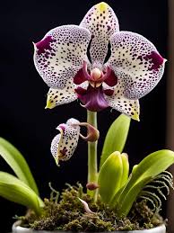Dracula Simia Orchid (Dracula simia ...
