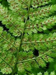 Image result for Dryopteridaceae