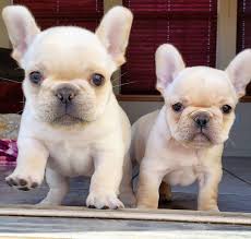 We also take all pups to the veterinarian for a full service health check and certification before pick up or delivery. French Bulldogs Home Facebook
