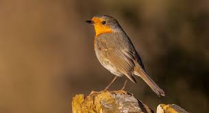 Personal name robin, also (in reference to the bird) in the diminutive form robinet. Robins A Sign Of Winter Portugal Resident