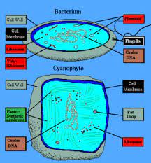 Vacuole cell membrane golgi body ribosome cytoplasm endoplasmic reticulum. Cell Biology Cell Types Prokaryotes Wikibooks Open Books For An Open World