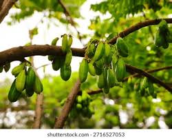 Image result for Averrhoa