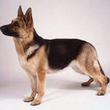 The most common short hair shepherd material is ceramic. Pin On German Shepherd Funny