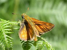 Image result for Ochlodes sylvanus