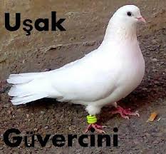 Pin Pa Guvercinler Pigeon