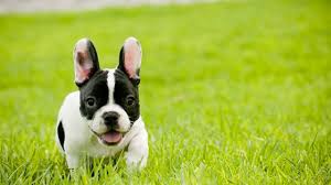 Finding and purchasing french bulldog boston terrier mix puppies. French Bulldog Puppies Cute Pictures And Facts Dogtime