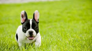 The heat cycle lasts about three weeks, but the female french bulldog is only fertile for a few days during this period. French Bulldog Puppies Cute Pictures And Facts Dogtime