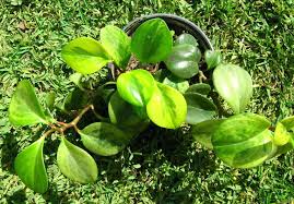 We did not find results for: Peperomia Care Guide For Passionate Gardeners