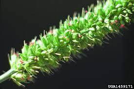 Image result for Setaria verticillata