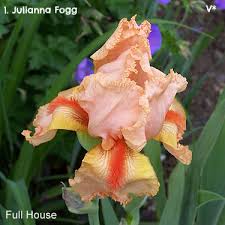 Iris Class's Instagram, Twitter & Facebook