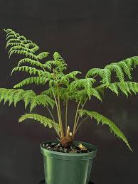 Image result for Cyathea