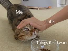 And welcome back to another exquisite caturday celebration with a lovely collection of carefully selected cat memes! Cat Memez Tumblr Posts Tumbral Com