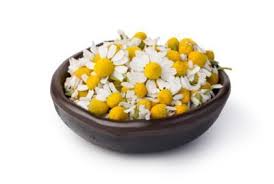 Make sure to give the seedlings no more than 16 hours of light a day. Chamomile Harvest Time How To Harvest Chamomile From The Garden